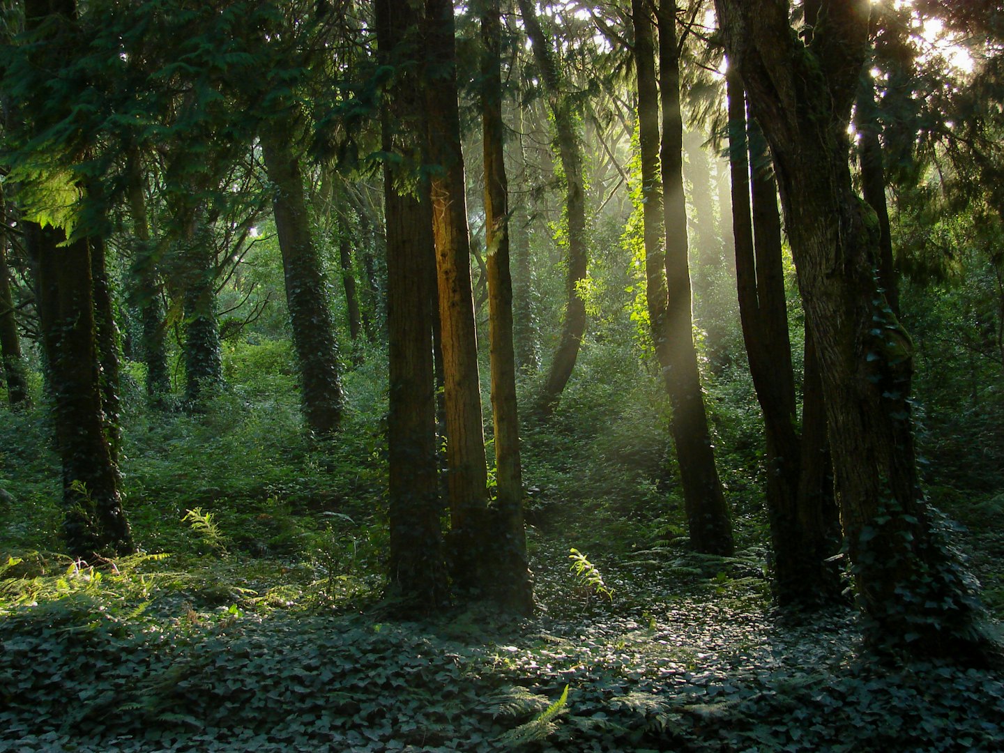 Sunlight streams through the trees in a lush forest.