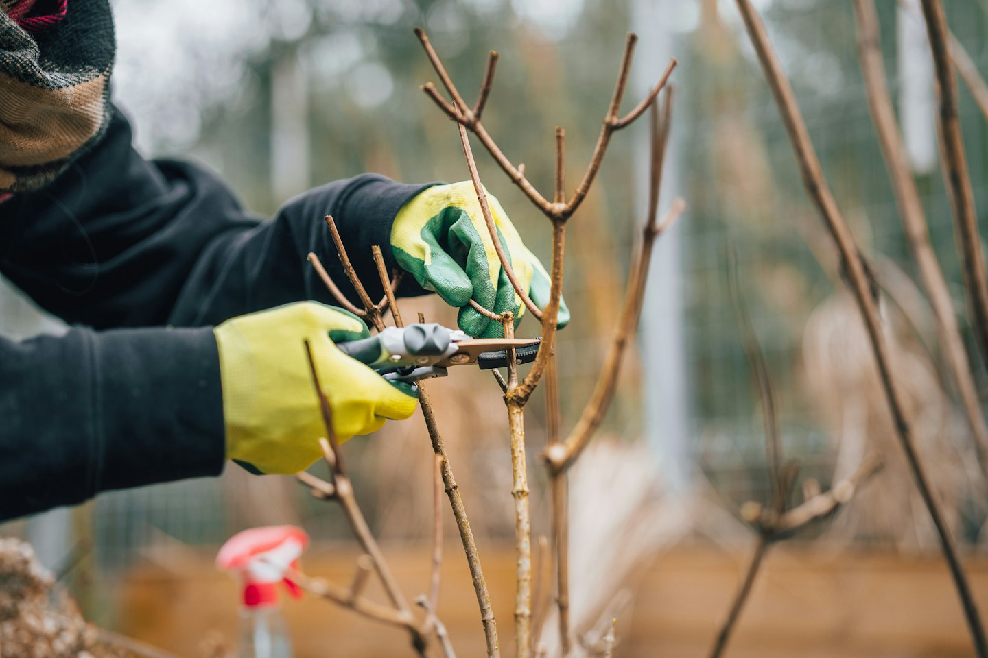 Gardener wearing gloves prunes bare branches with shears.