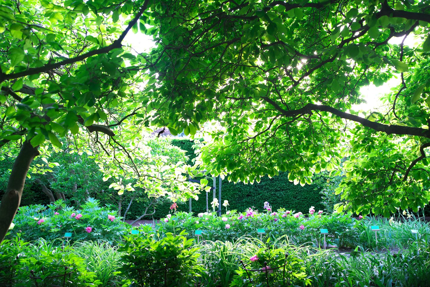 Sunlight shines on a lush garden with green plants and flowers.